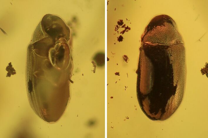 Detailed Fossil Beetle (Coleoptera) in Baltic Amber #234509